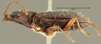 Media type: image;   Entomology 16289 Aspect: habitus lateral view